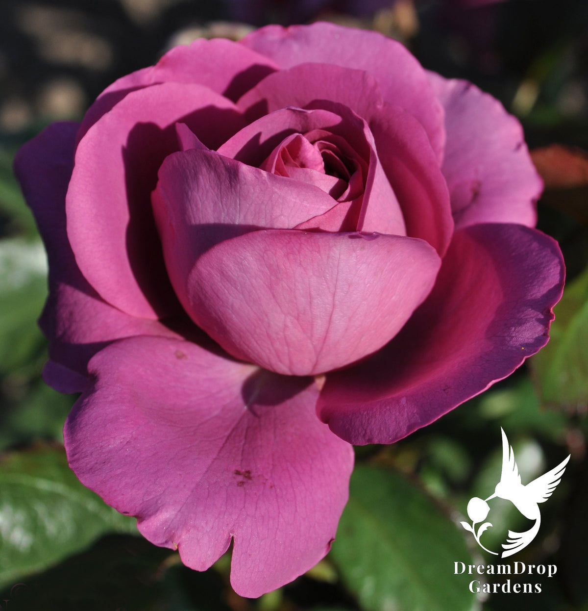 Rose - Sunbelt Plum Perfect — DreamDrop Gardens photo 17