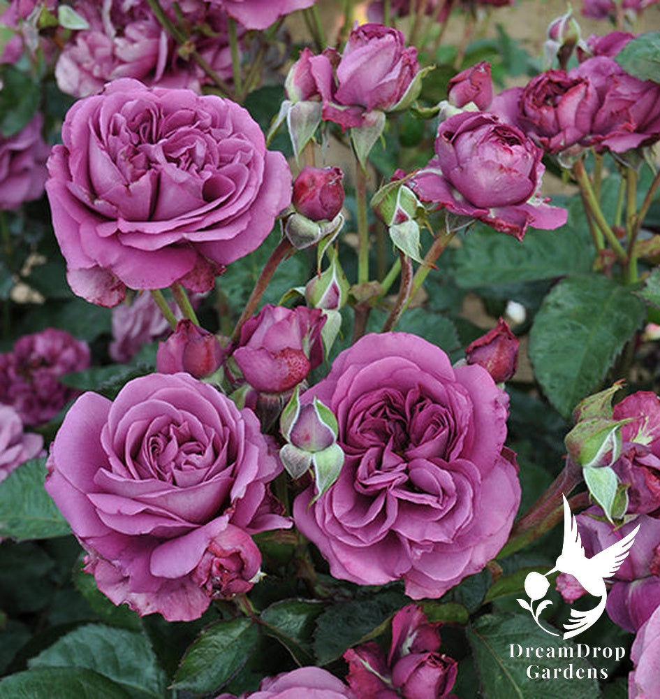 Rose - Sunbelt Plum Perfect — DreamDrop Gardens photo 18