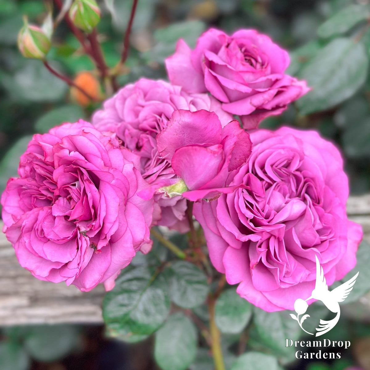 Rose - Sunbelt Plum Perfect — DreamDrop Gardens photo 1