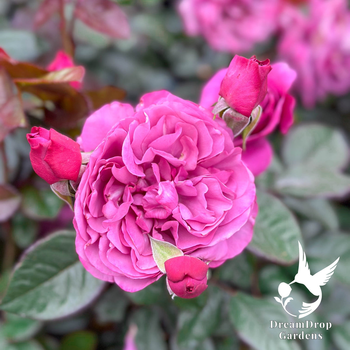 Rose - Sunbelt Plum Perfect — DreamDrop Gardens photo 2