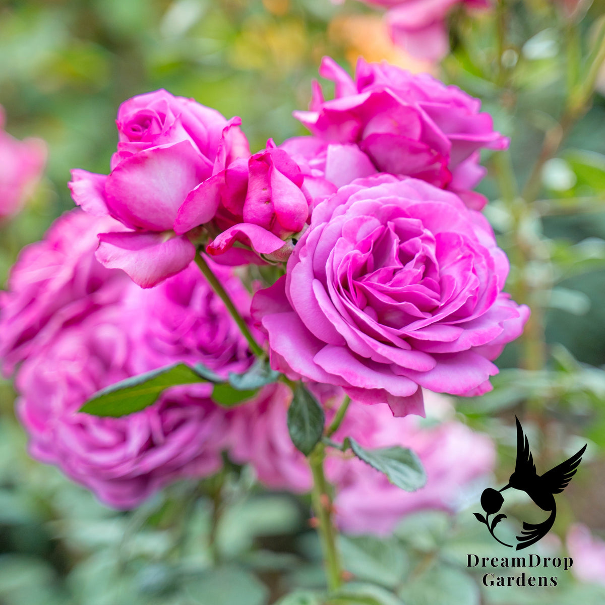 Rose - Sunbelt Plum Perfect — DreamDrop Gardens photo 3