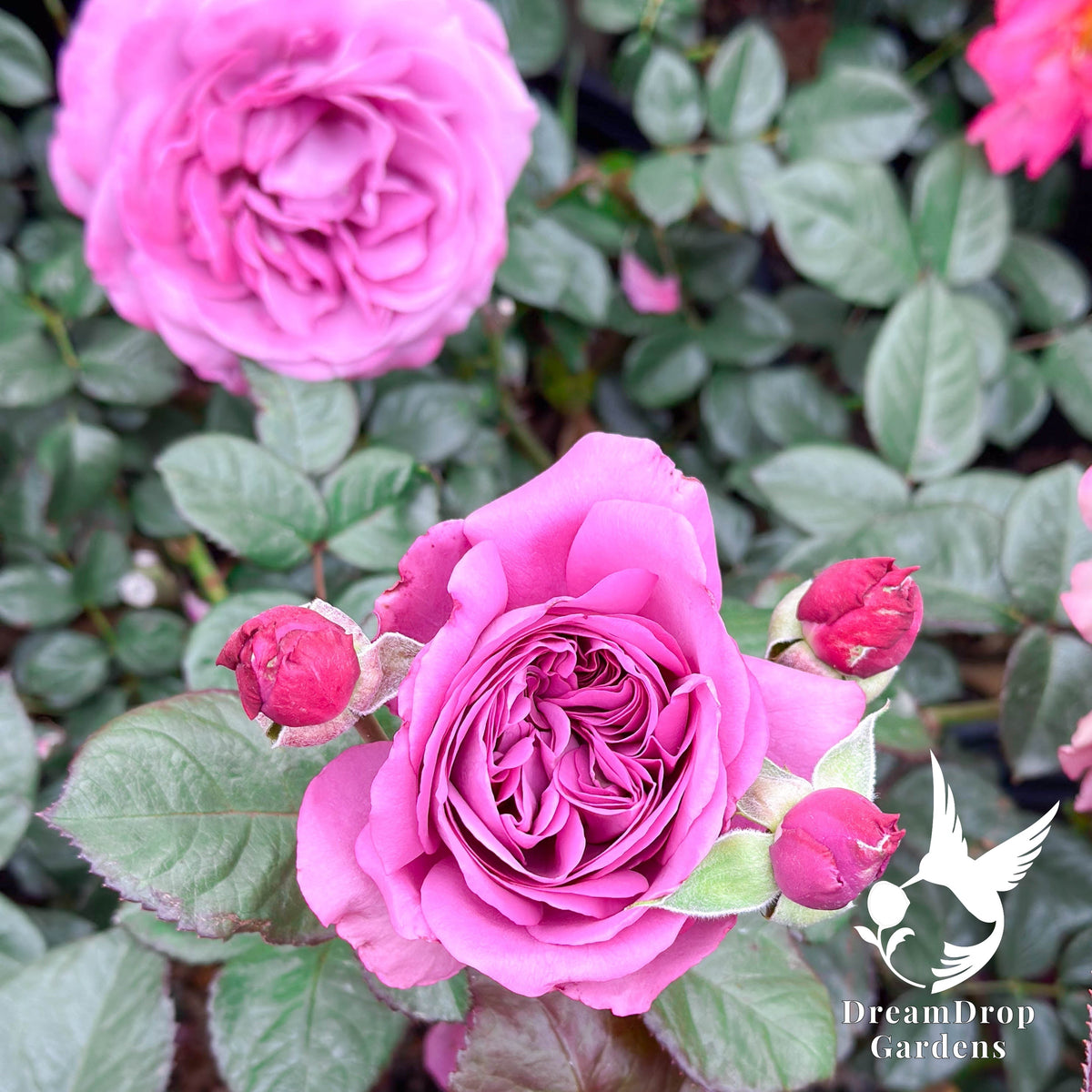 Rose - Sunbelt Plum Perfect — DreamDrop Gardens photo 4