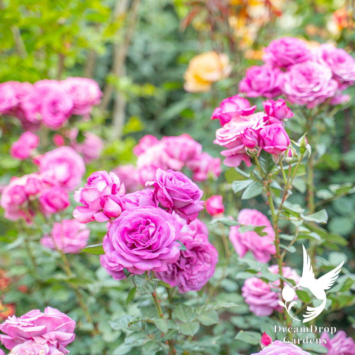 Rose - Sunbelt Plum Perfect — DreamDrop Gardens photo 5