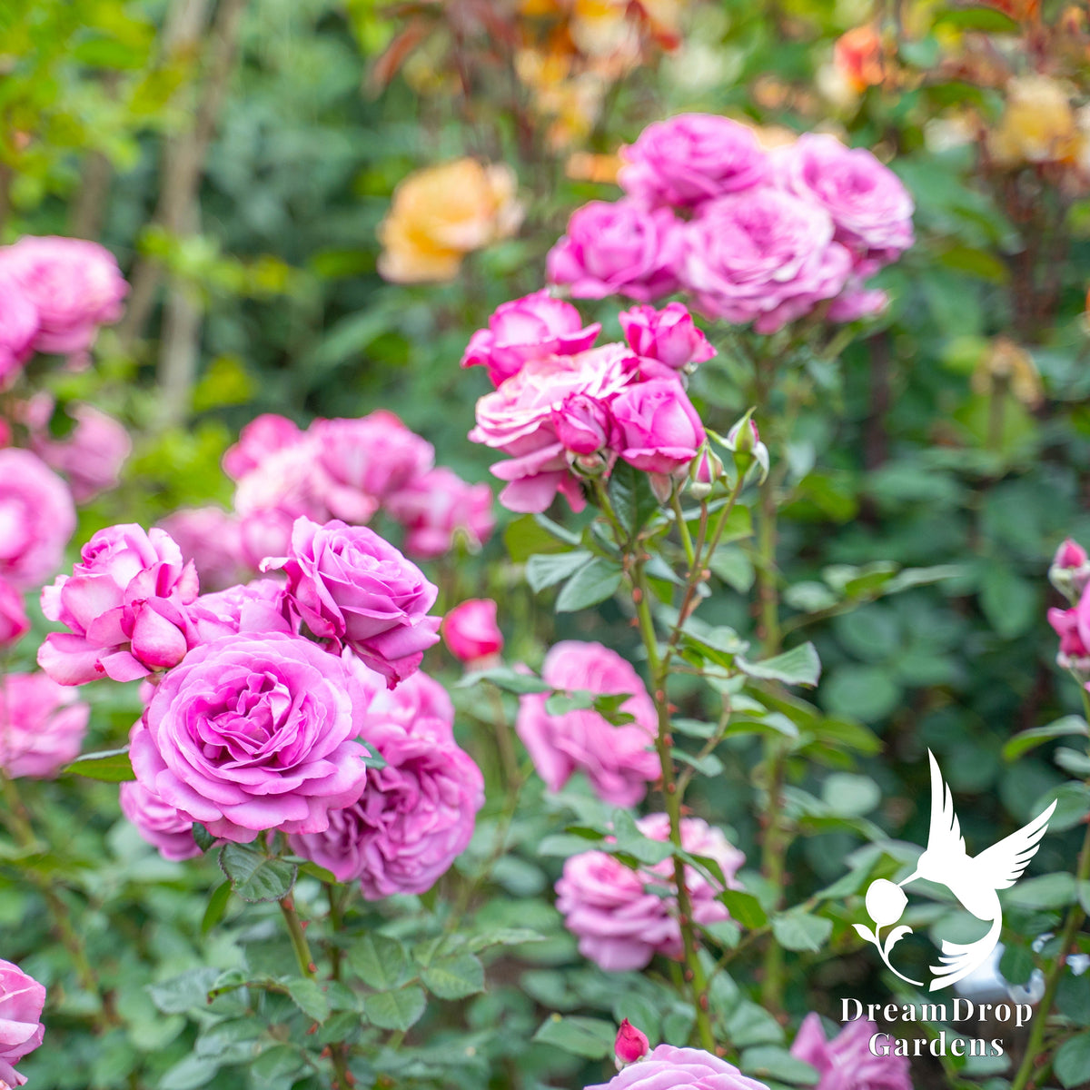 Rose - Sunbelt Plum Perfect — DreamDrop Gardens photo 6