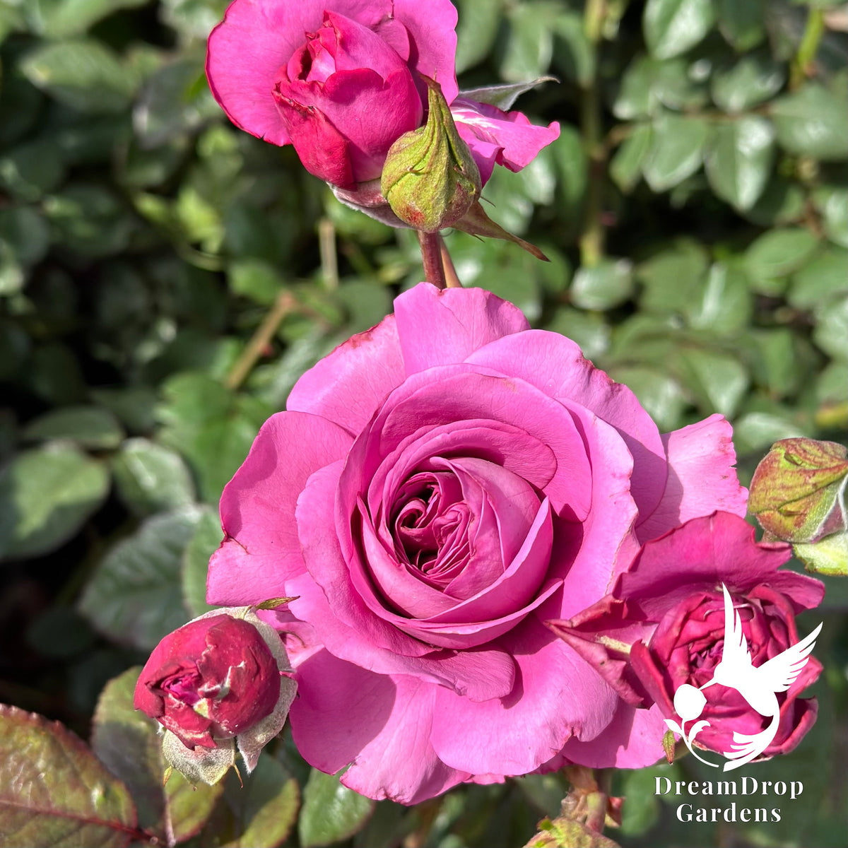 Rose - Sunbelt Plum Perfect — DreamDrop Gardens photo 7