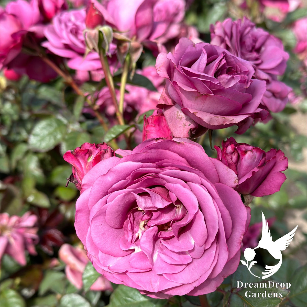 Rose - Sunbelt Plum Perfect — DreamDrop Gardens photo 8