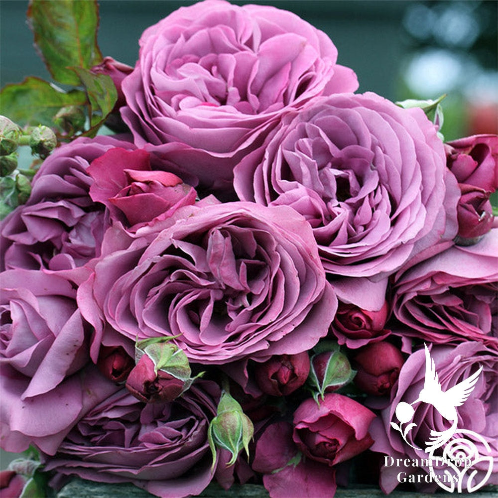 Rose - Sunbelt Plum Perfect — DreamDrop Gardens photo 9