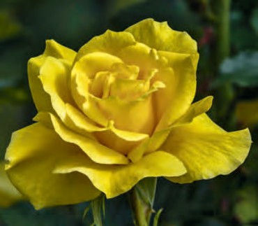 Rose - Korresia