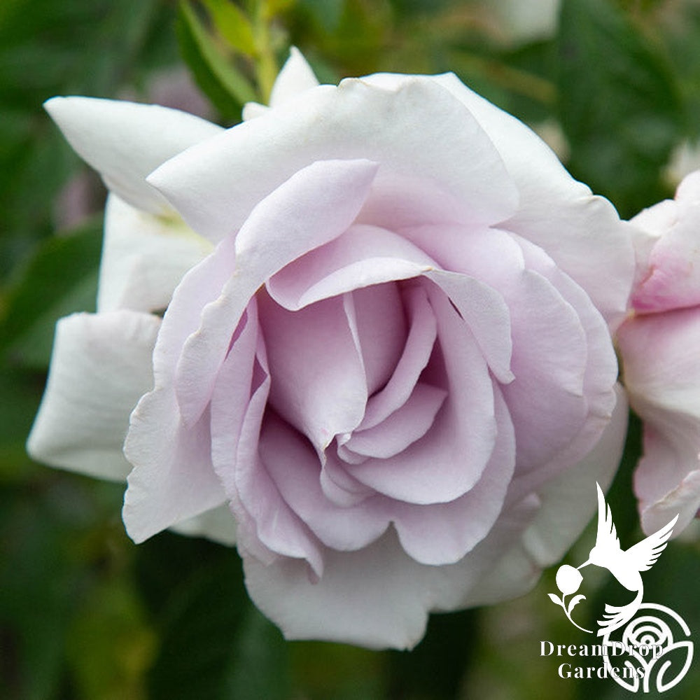 Rose - Lagerfeld — DreamDrop Gardens photo 1