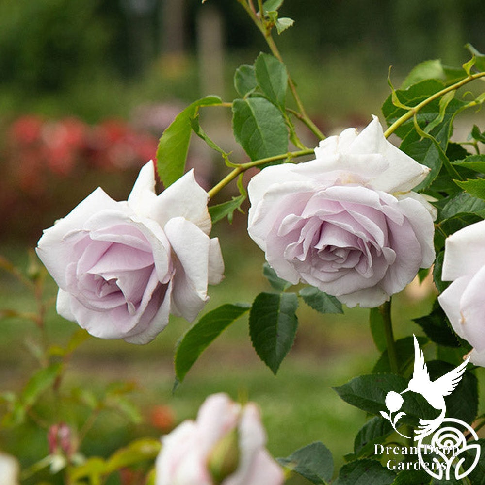 Rose - Lagerfeld — DreamDrop Gardens photo 2
