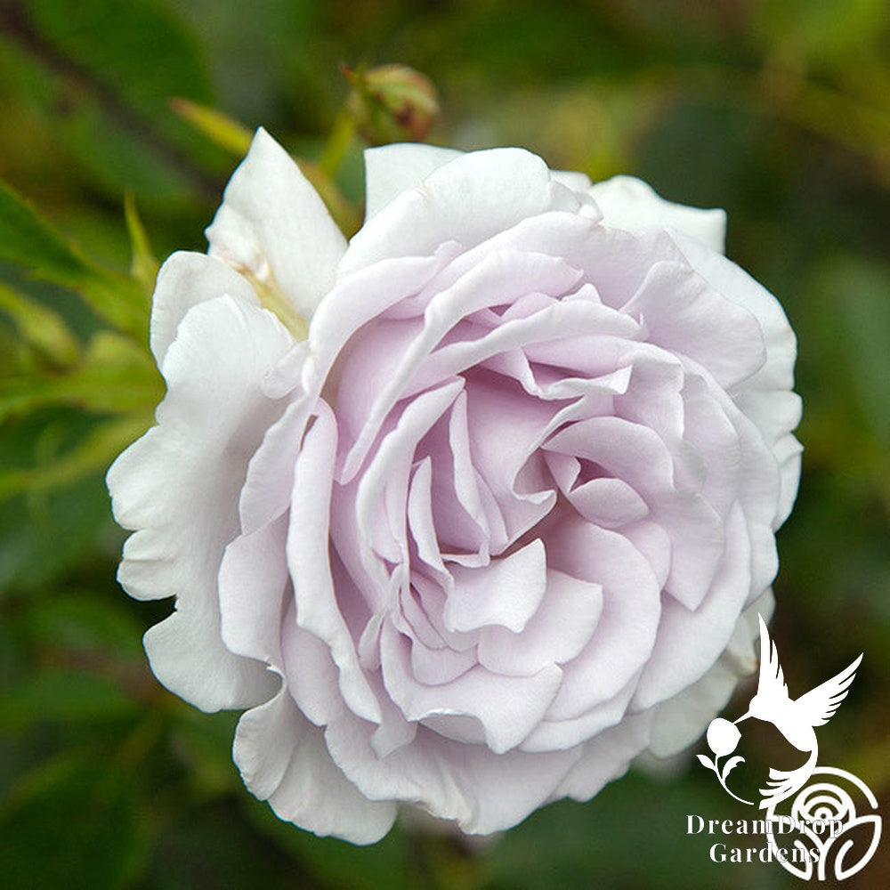 Rose - Lagerfeld — DreamDrop Gardens photo 4