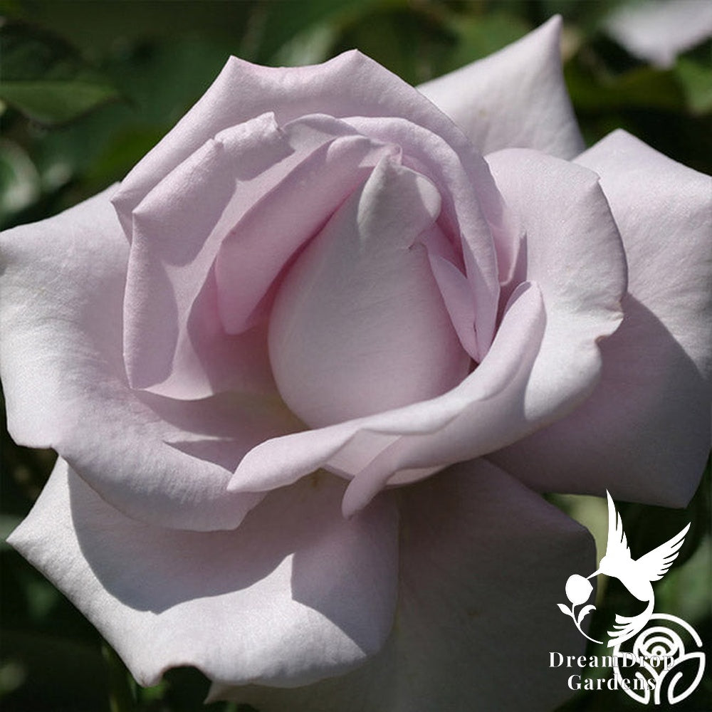 Rose - Lagerfeld — DreamDrop Gardens photo 5