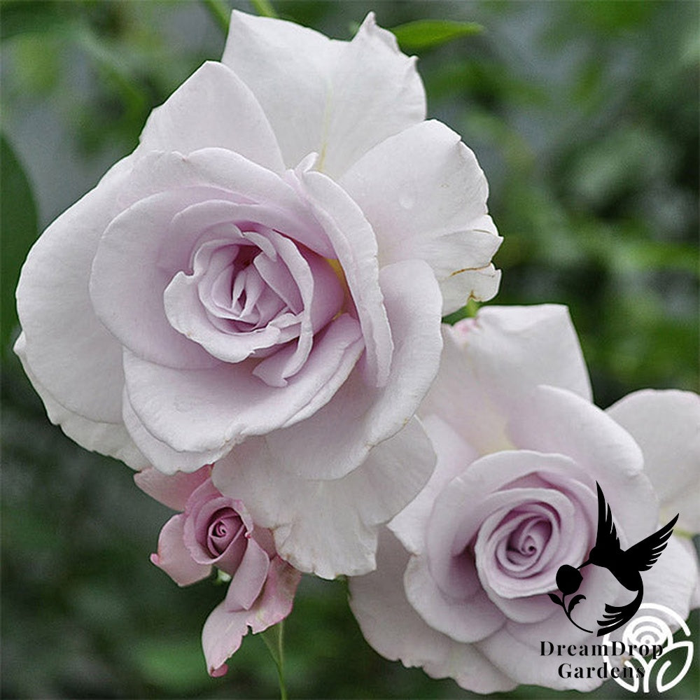 Rose - Lagerfeld — DreamDrop Gardens photo 6