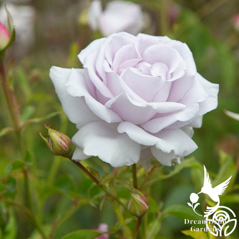 Rose - Lagerfeld — DreamDrop Gardens photo 7