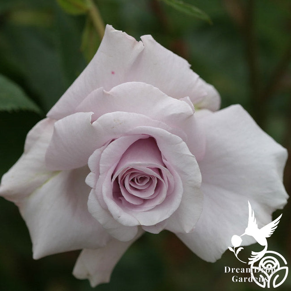 Rose - Lagerfeld — DreamDrop Gardens photo 8
