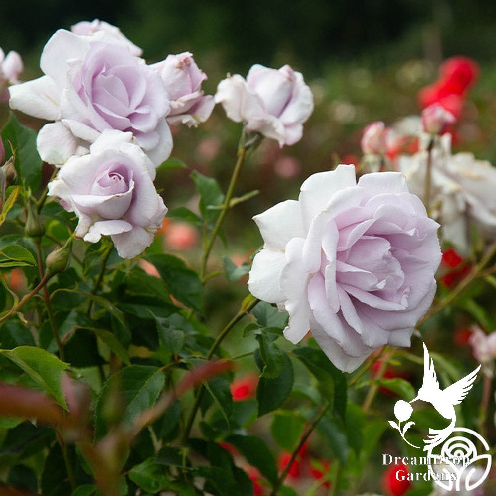 Rose - Lagerfeld — DreamDrop Gardens photo 9