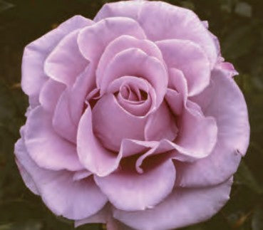 Rose - Lagerfeld
