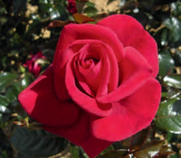 Rose - Lasting Love