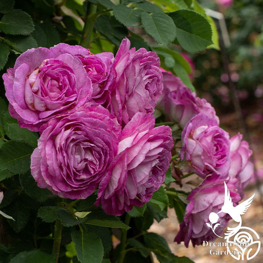 Rose - Climbing Lavender Crush — DreamDrop Gardens photo 1
