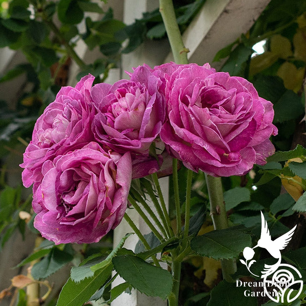 Rose - Climbing Lavender Crush — DreamDrop Gardens photo 2