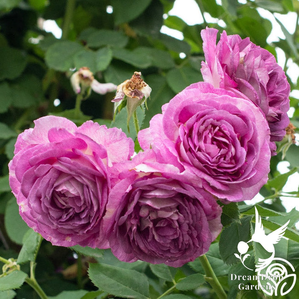 Rose - Climbing Lavender Crush — DreamDrop Gardens photo 3