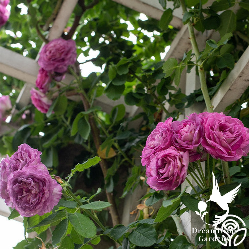 Rose - Climbing Lavender Crush — DreamDrop Gardens photo 4