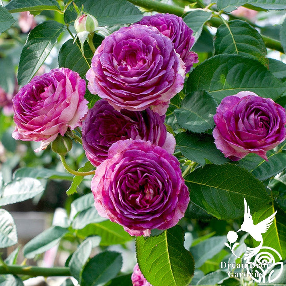 Rose - Climbing Lavender Crush — DreamDrop Gardens photo 5