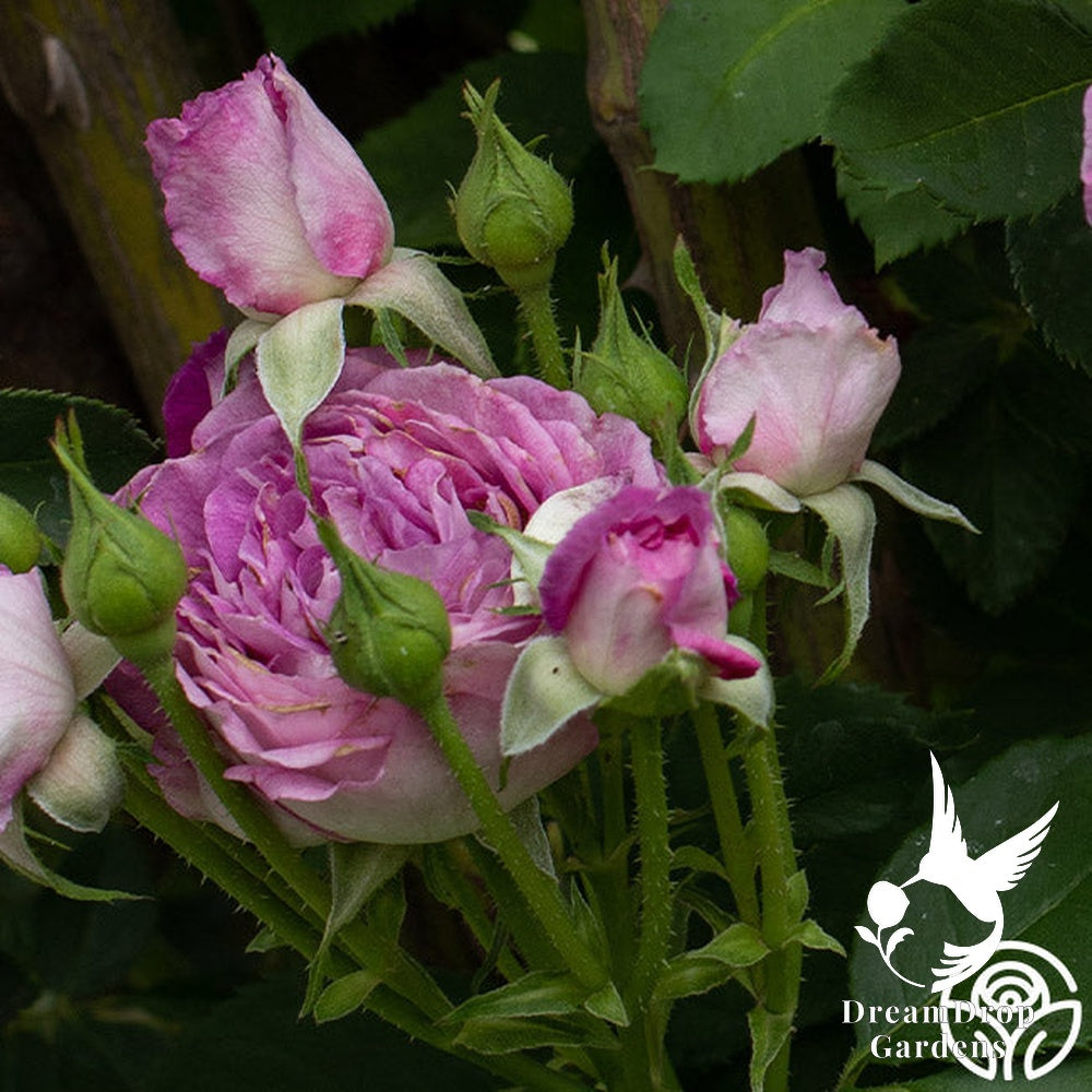 Rose - Climbing Lavender Crush — DreamDrop Gardens photo 6