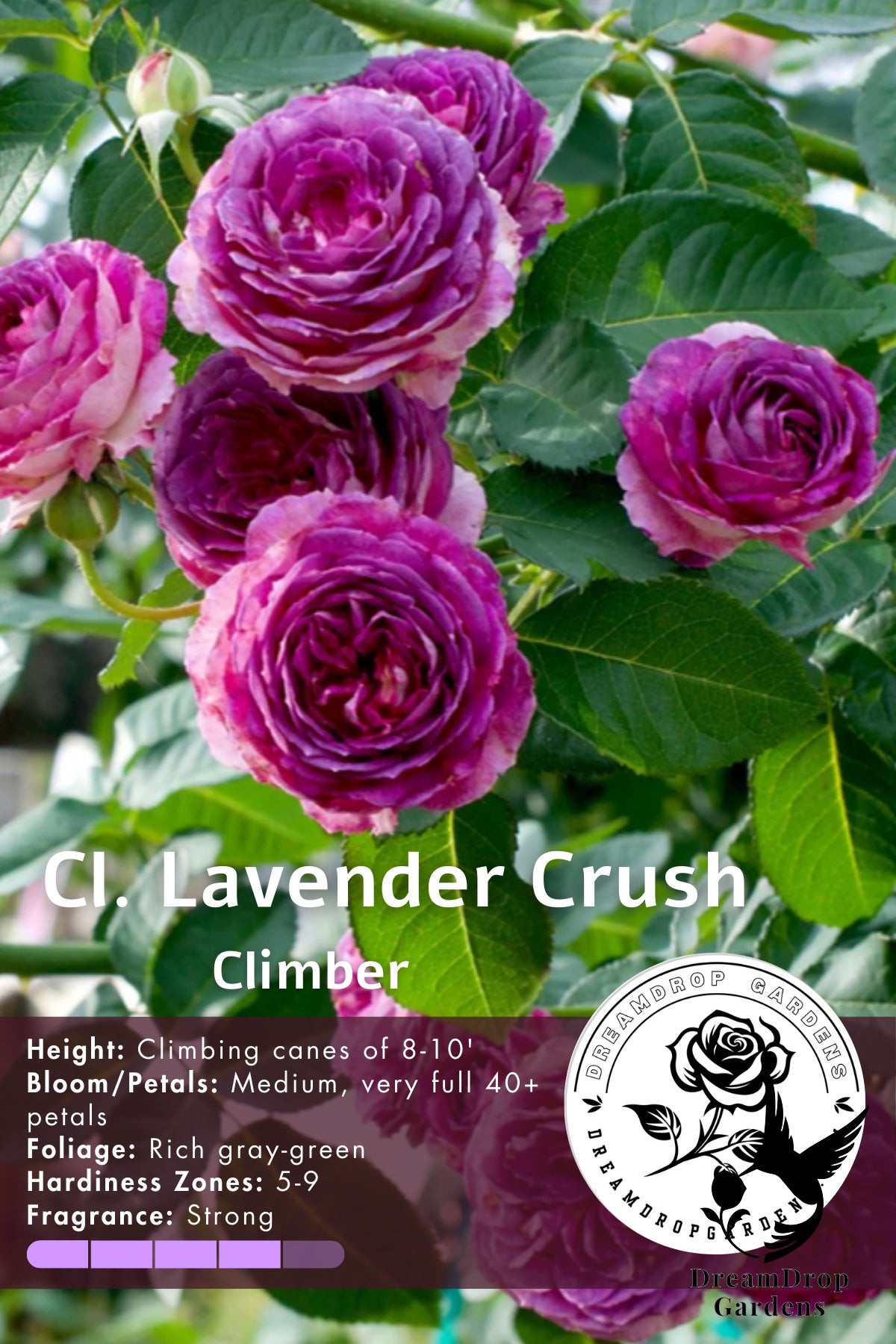 Rose - Climbing Lavender Crush — DreamDrop Gardens photo 7