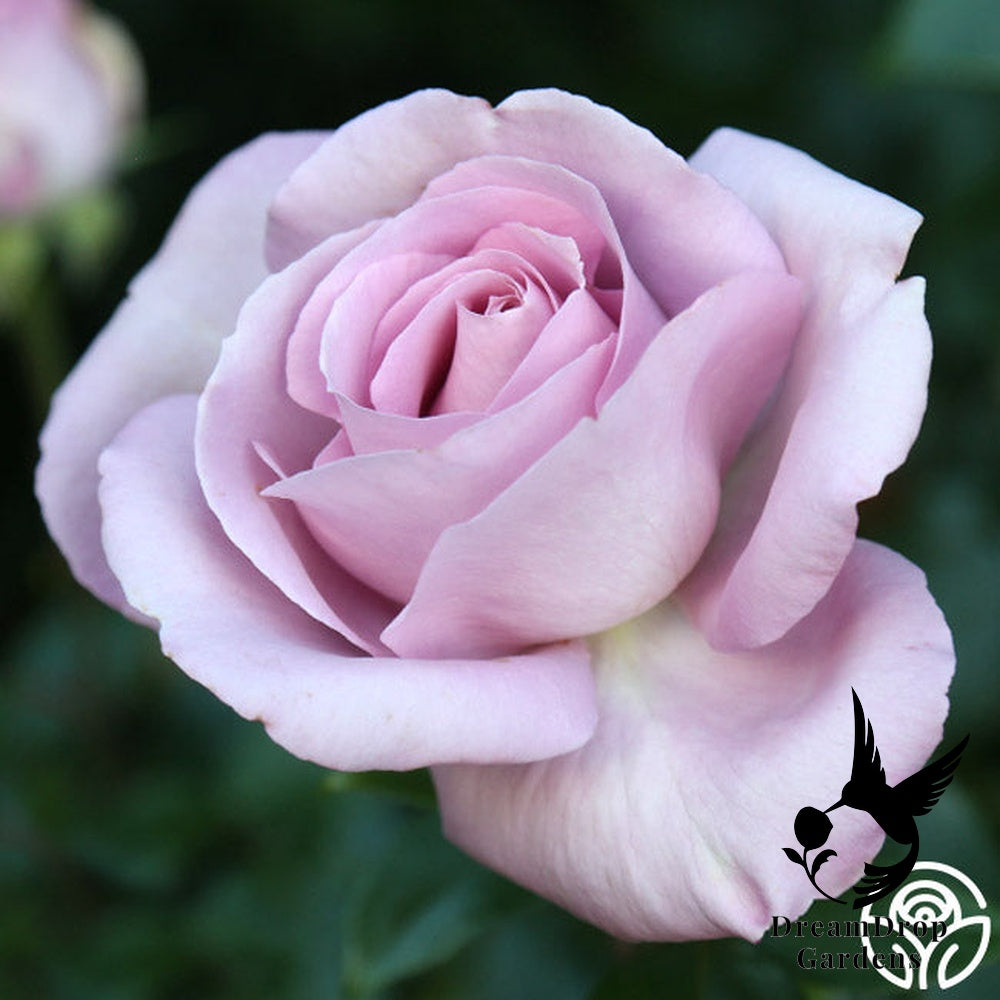 Rose - Le Petit Prince — DreamDrop Gardens photo 1