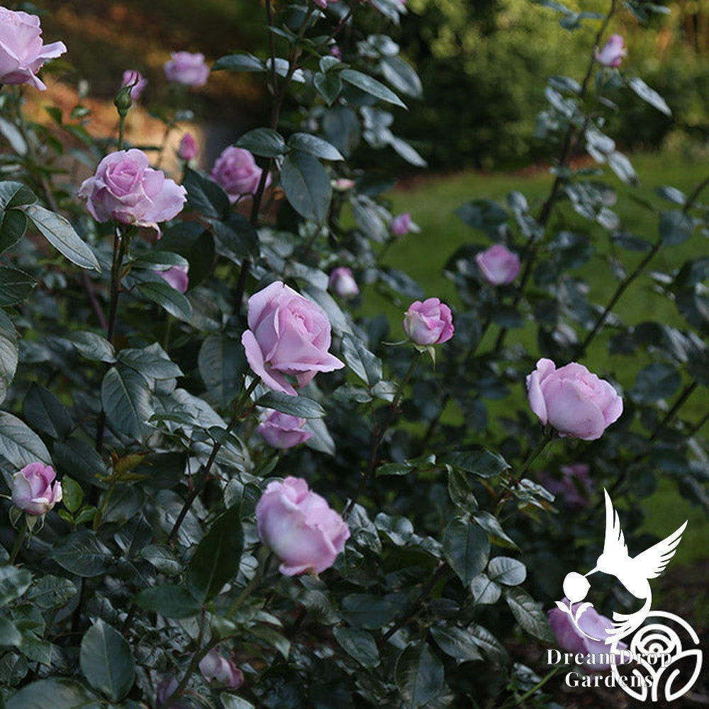 Rose - Le Petit Prince — DreamDrop Gardens photo 2