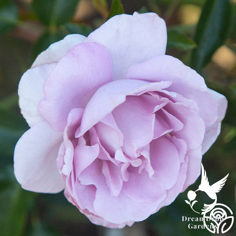Rose - Le Petit Prince — DreamDrop Gardens photo 3