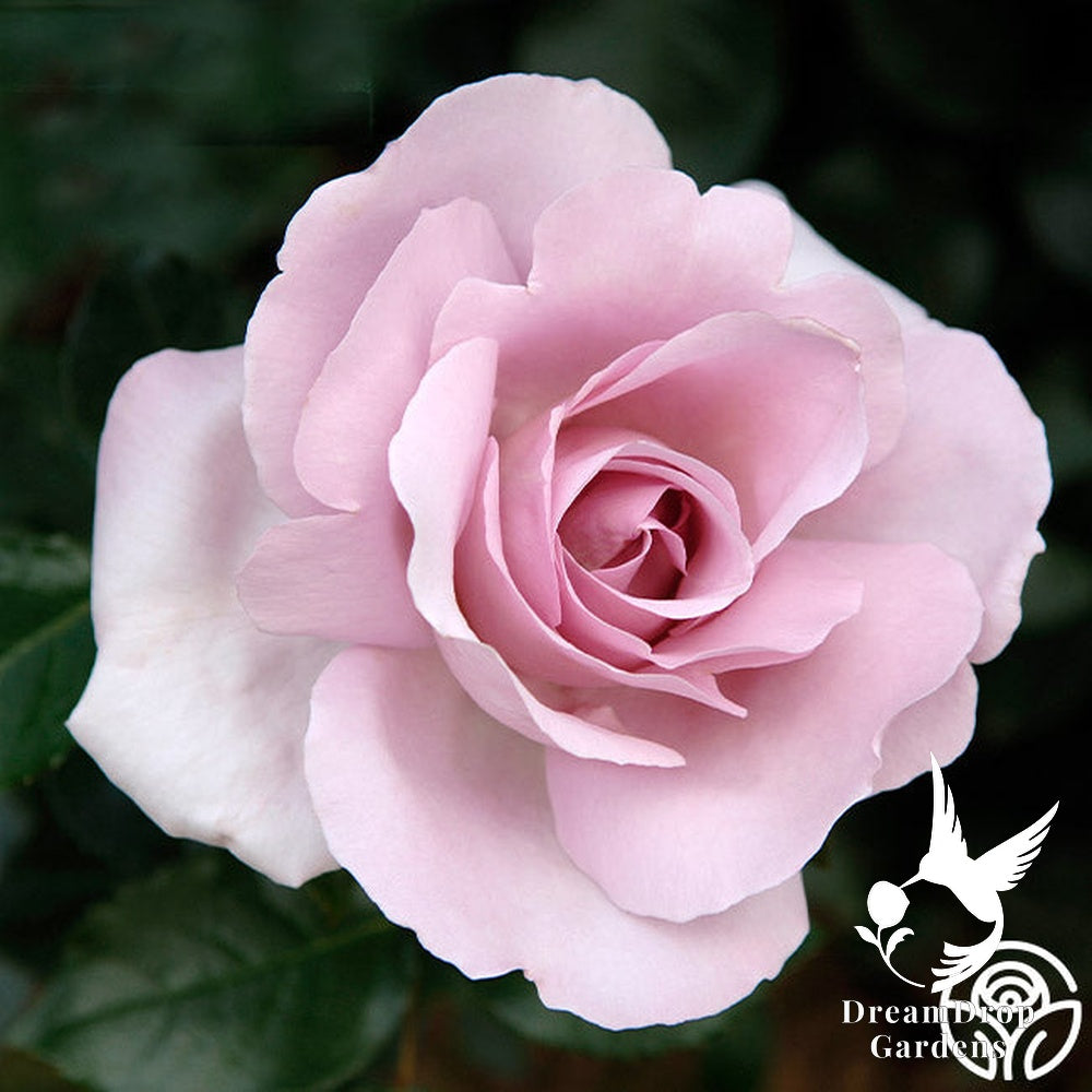 Rose - Le Petit Prince — DreamDrop Gardens photo 4