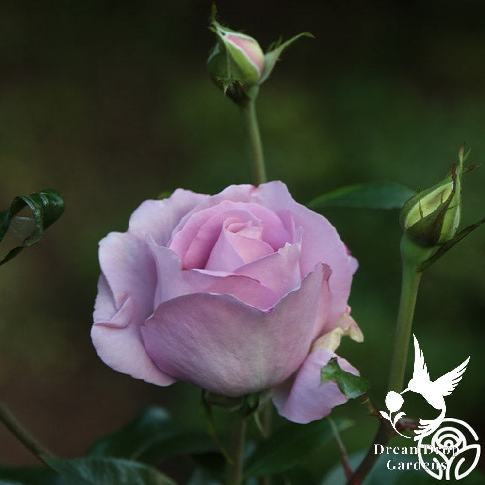 Rose - Le Petit Prince — DreamDrop Gardens photo 5