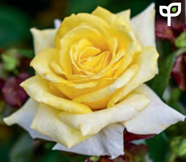 Rose - Lemontini