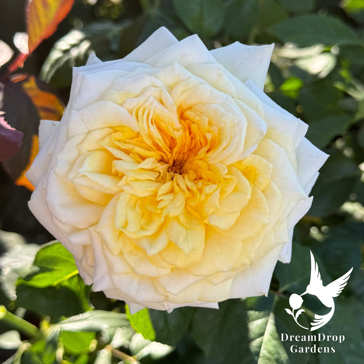 Rose - Lemontini — DreamDrop Gardens photo 11