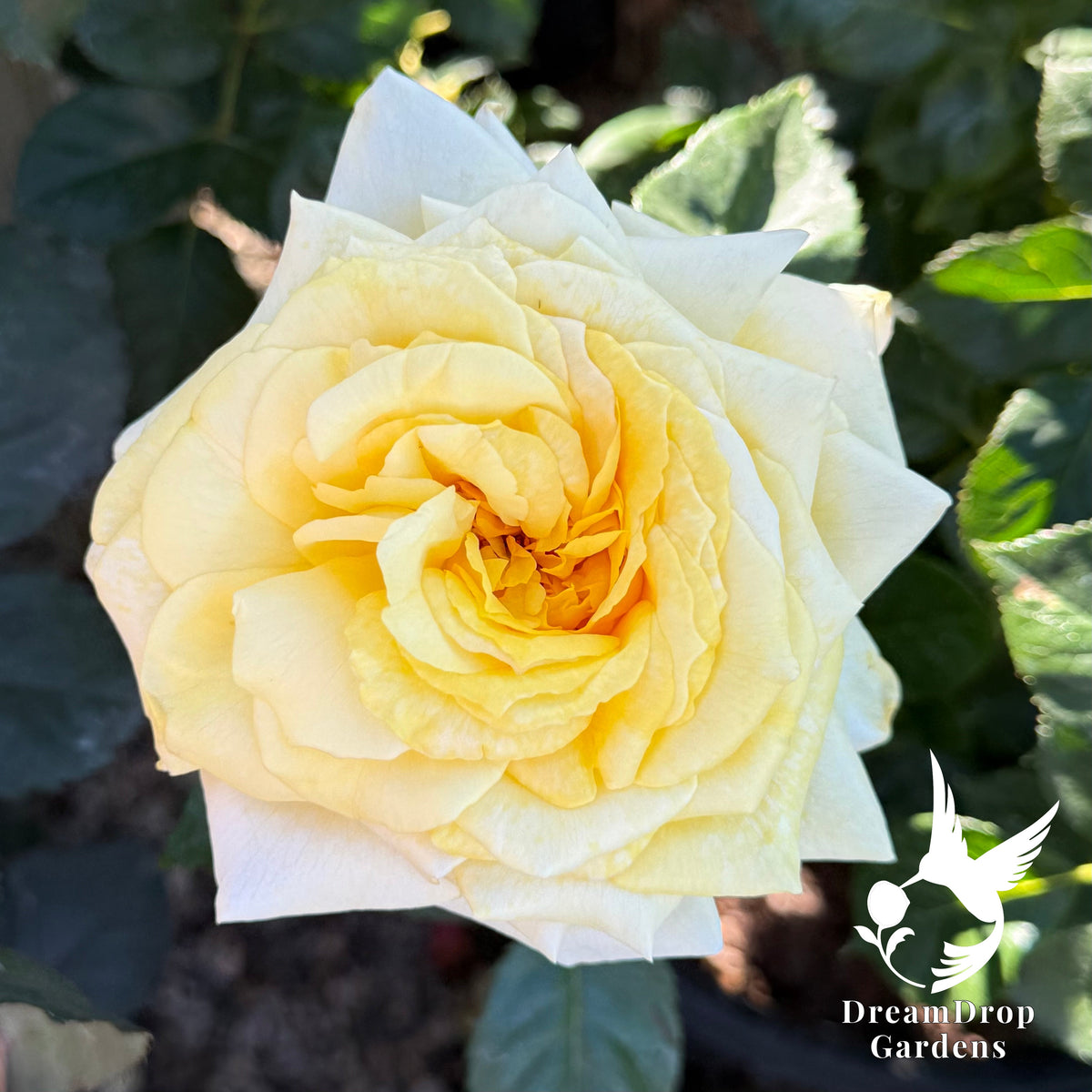 Rose - Lemontini — DreamDrop Gardens photo 12