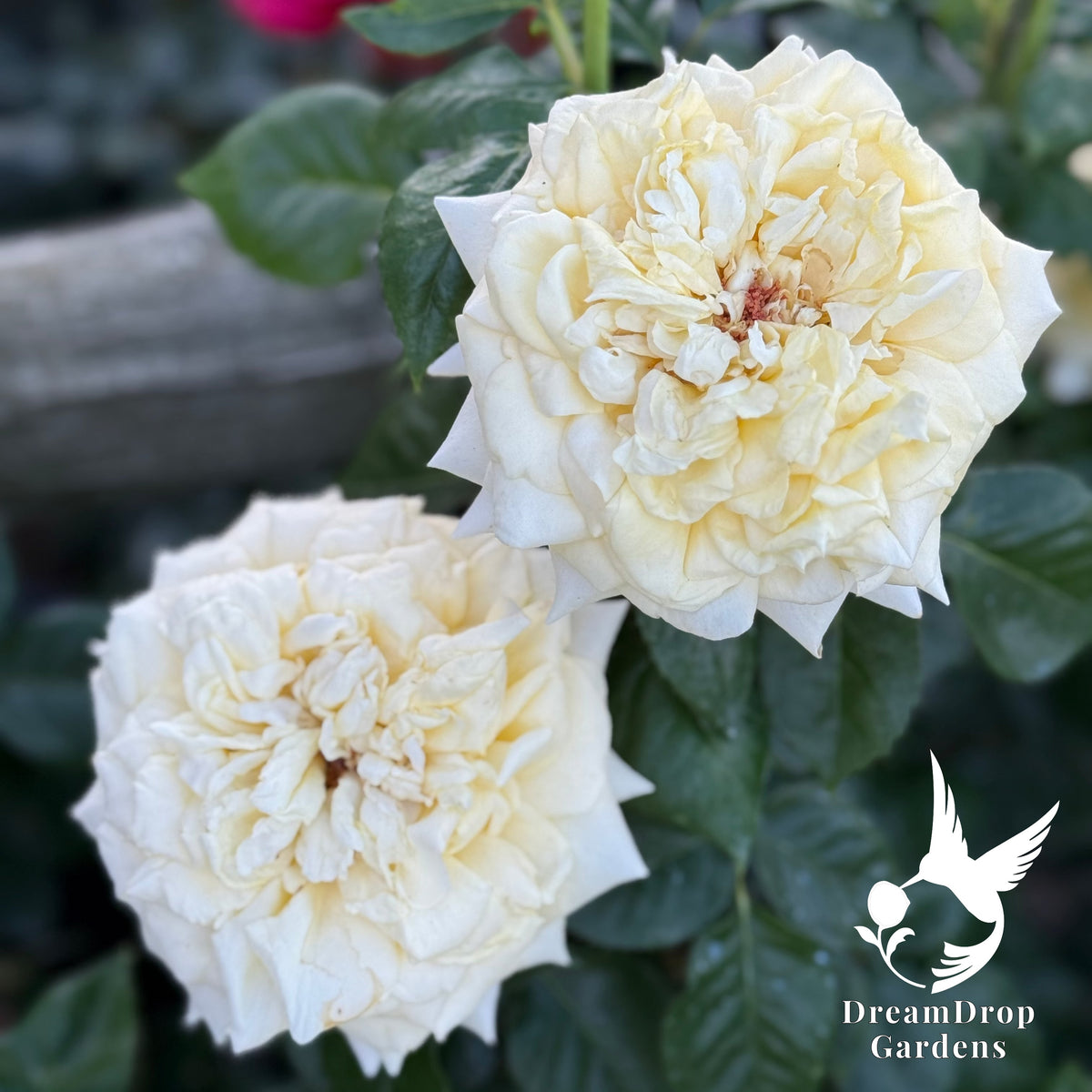 Rose - Lemontini — DreamDrop Gardens photo 1