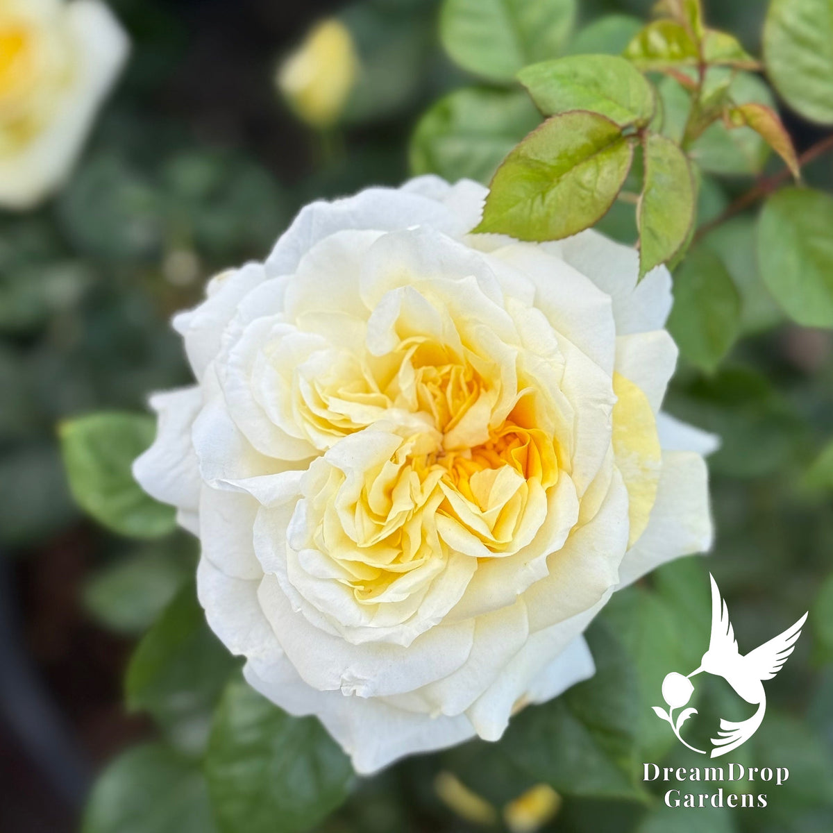 Rose - Lemontini — DreamDrop Gardens photo 3