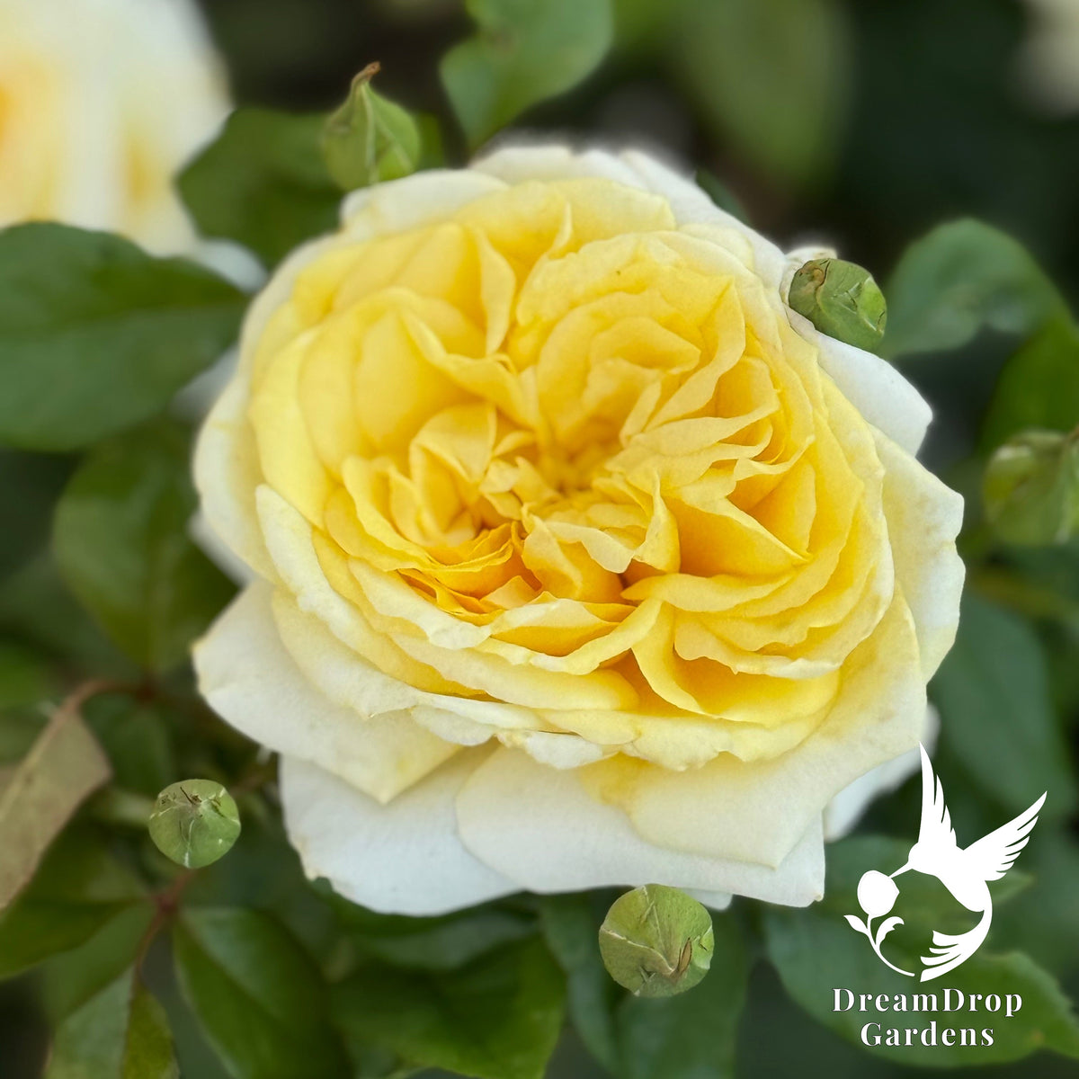 Rose - Lemontini — DreamDrop Gardens photo 4