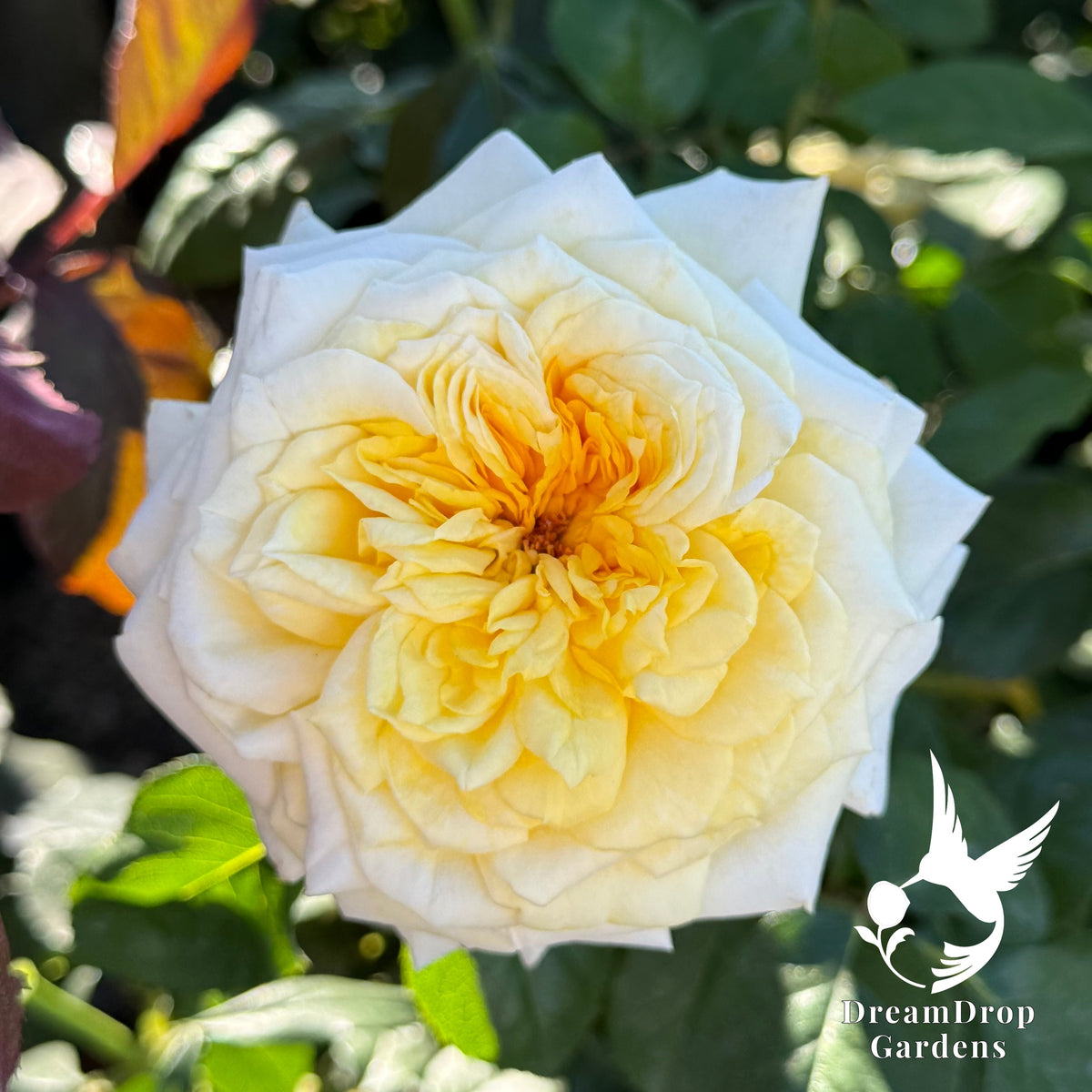 Rose - Lemontini — DreamDrop Gardens photo 5