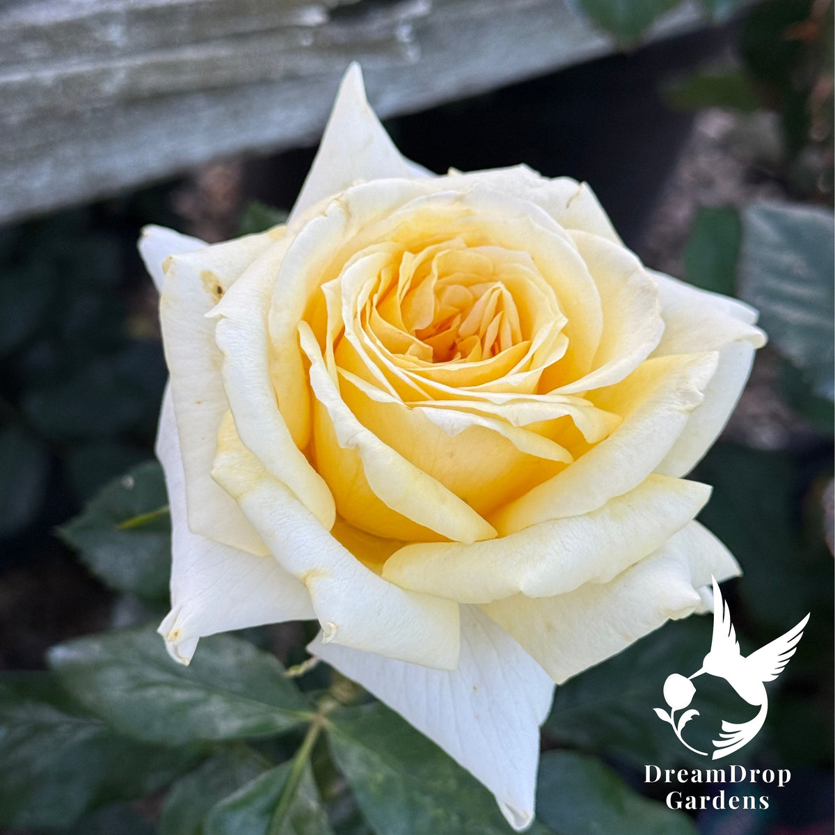 Rose - Lemontini — DreamDrop Gardens photo 6