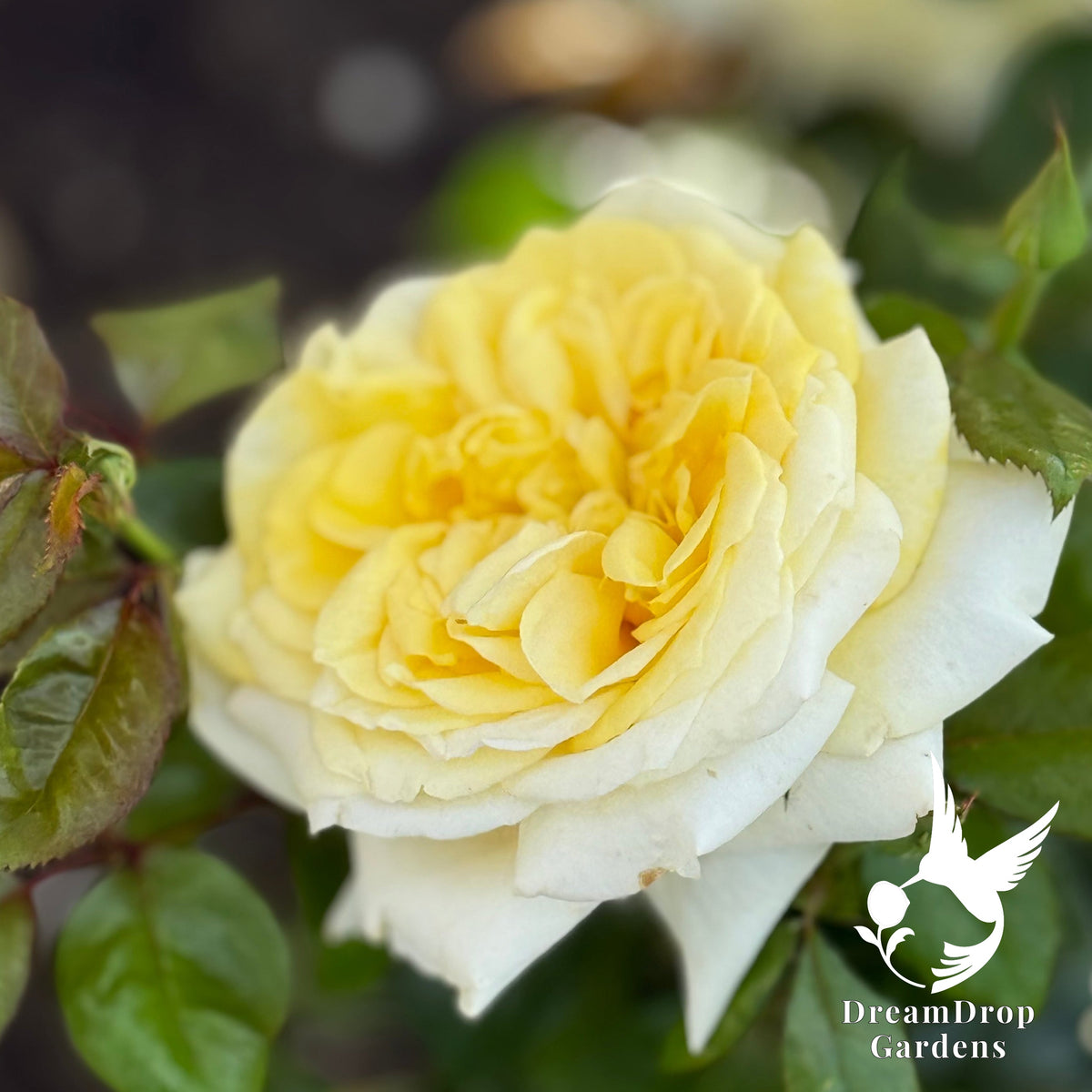 Rose - Lemontini — DreamDrop Gardens photo 7