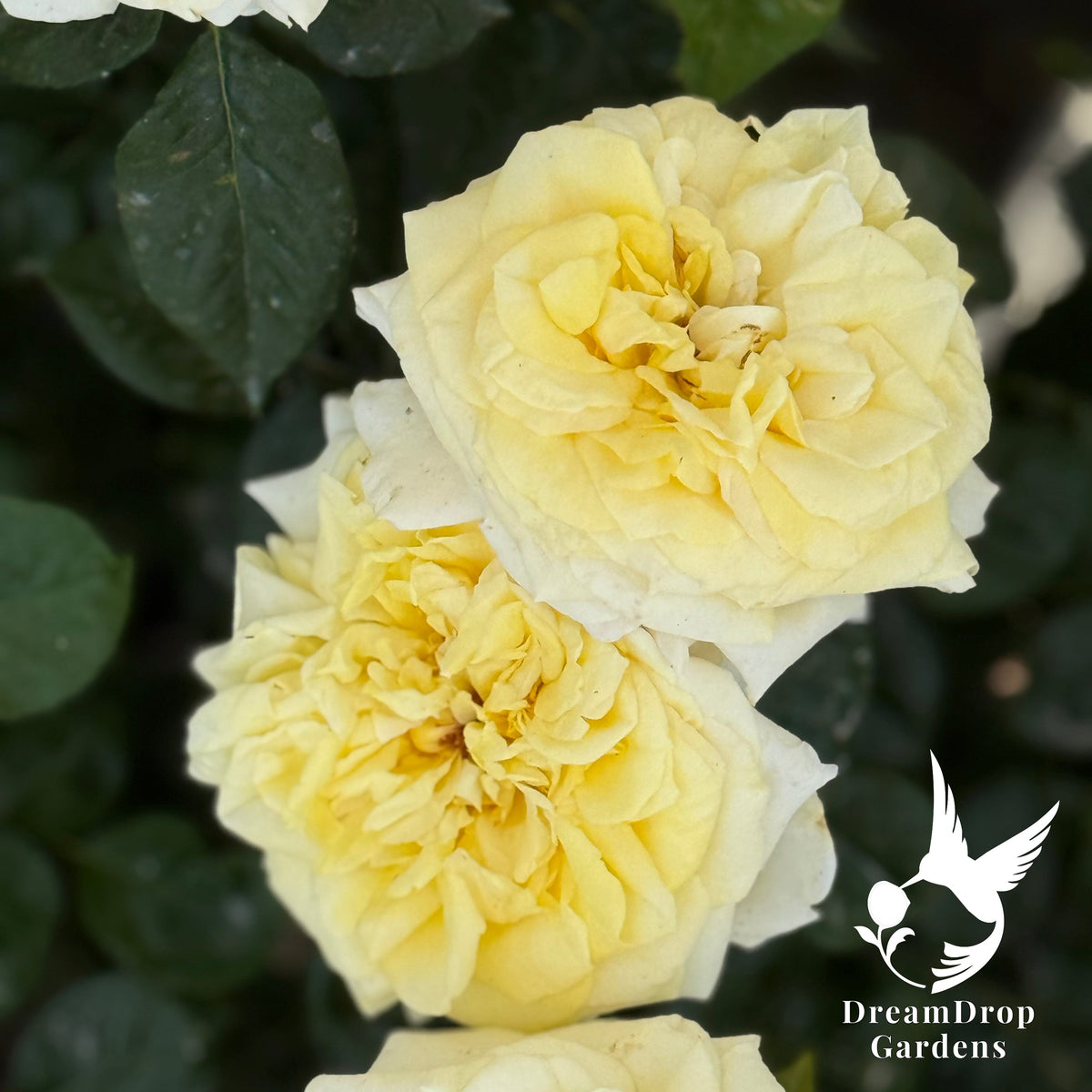 Rose - Lemontini — DreamDrop Gardens photo 8