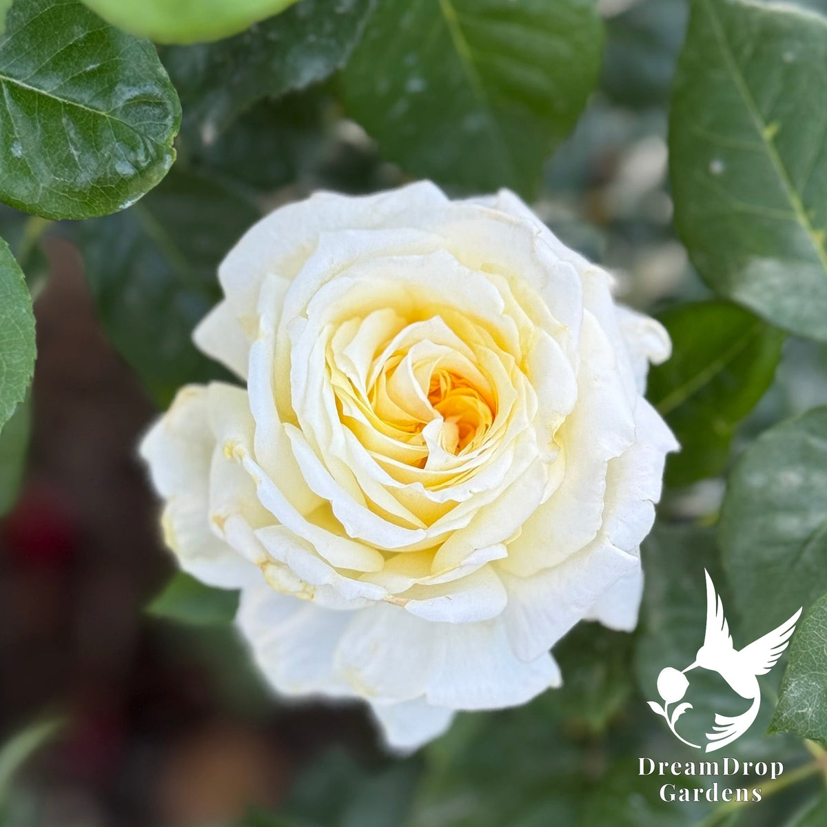 Rose - Lemontini — DreamDrop Gardens photo 9