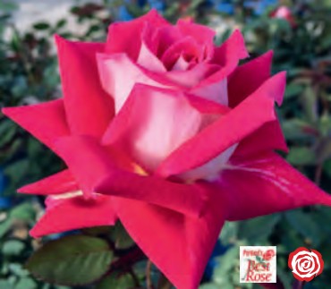 Rose - Love