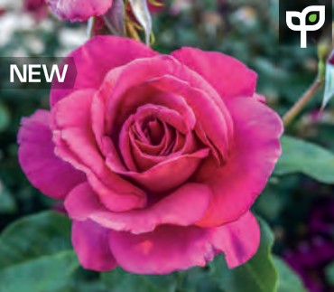 Rose - Main Attraction