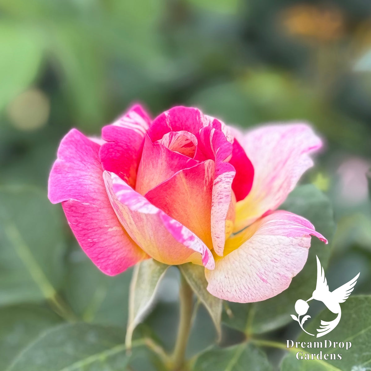 Rose - Marc Chagall — DreamDrop Gardens photo 10