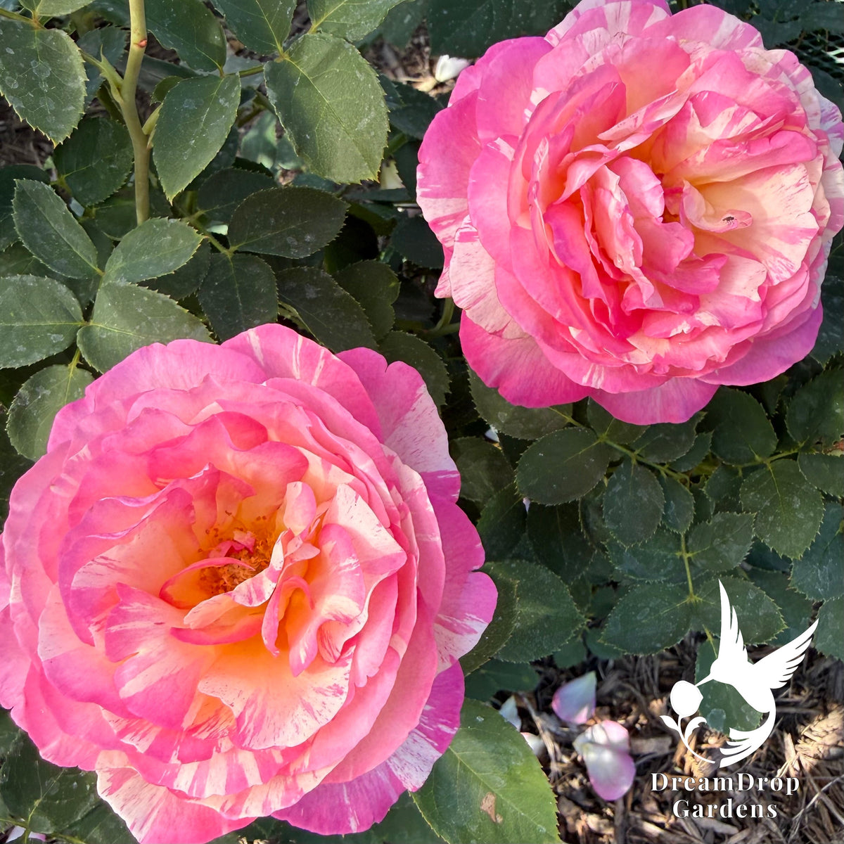 Rose - Marc Chagall — DreamDrop Gardens photo 12