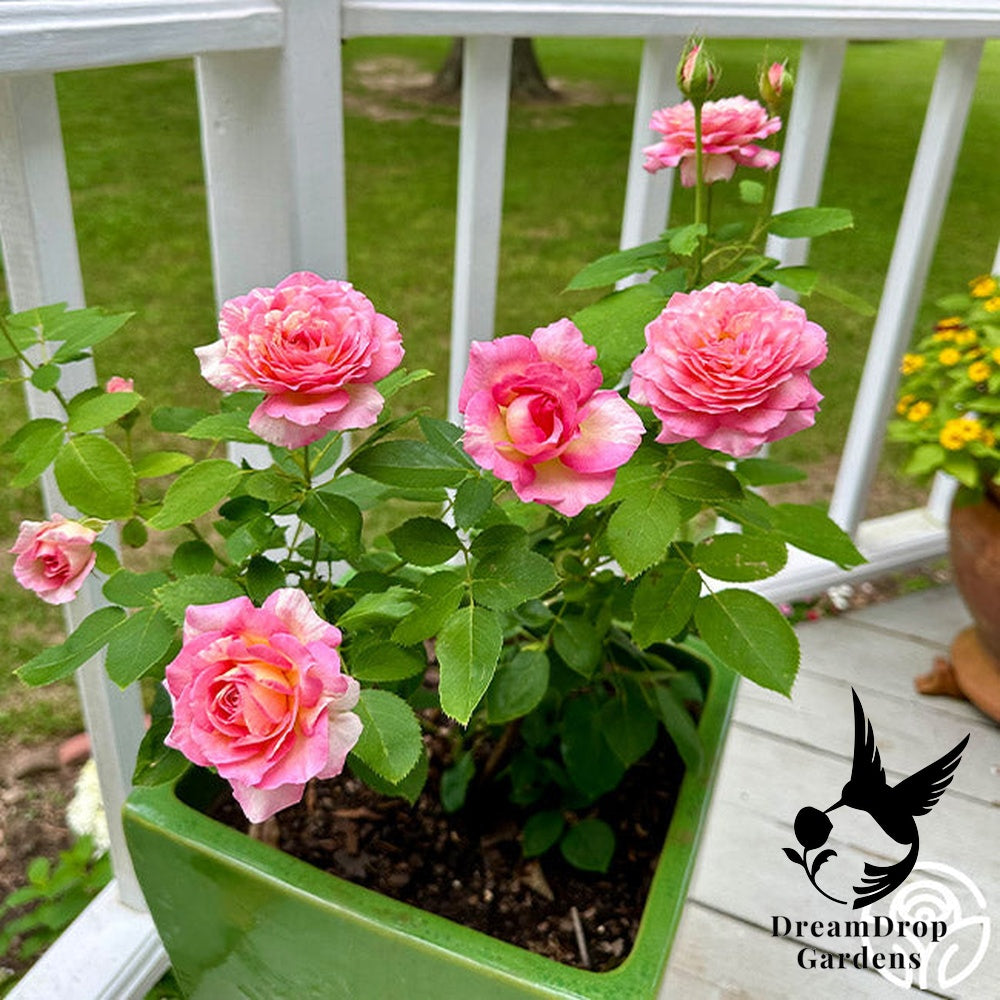Rose - Marc Chagall — DreamDrop Gardens photo 14